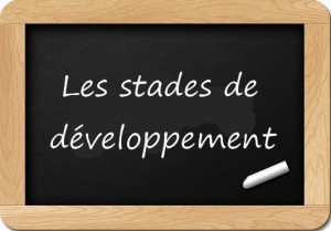 Les stades de développement